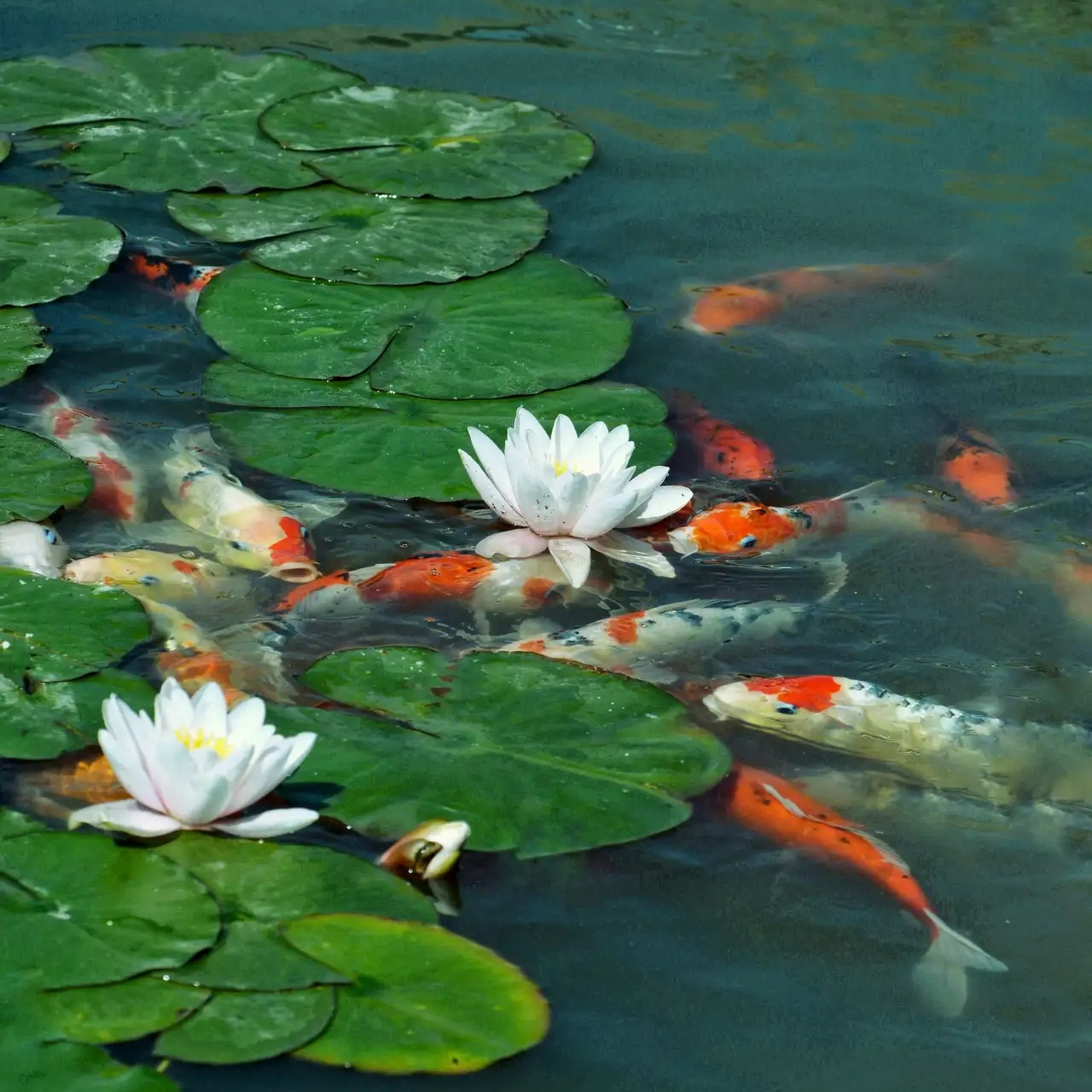 今见莲花91好运连连0269♂15年年有余90夏莲盛开清风自来