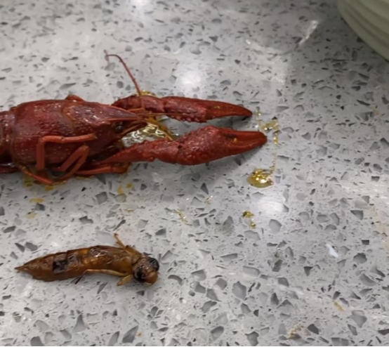 吉林一男子小龙虾中吃出虫子,店家称其为龙虾幼虫,无奈曝光求证