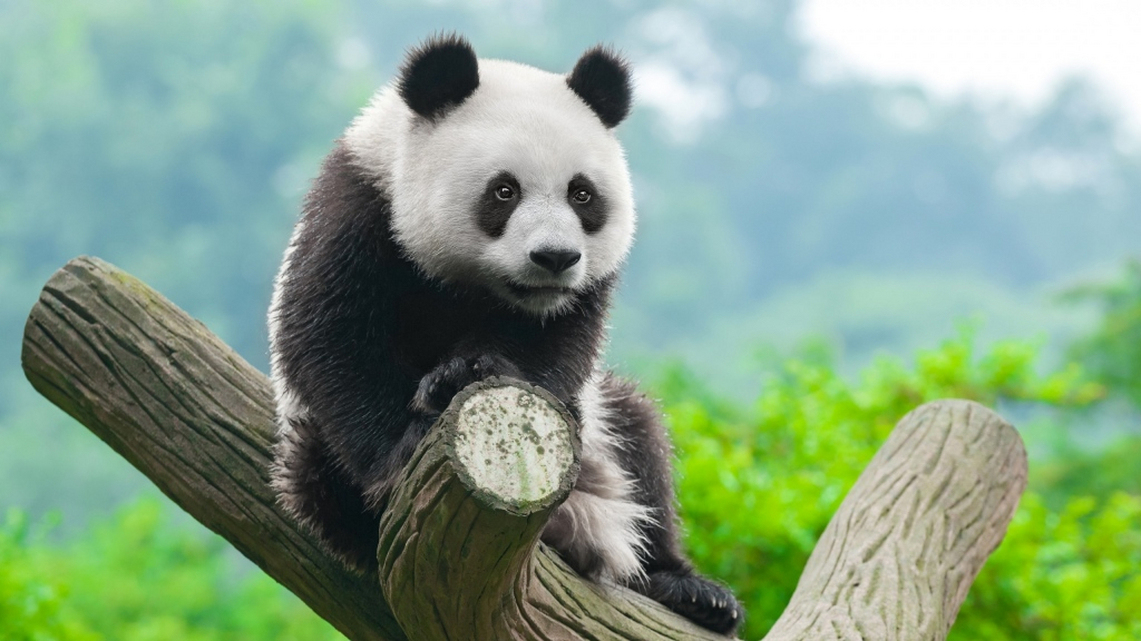 熊猫图片高清壁纸,熊猫毛茸茸的面孔上嵌着一对乌黑发亮的眼睛,再加上