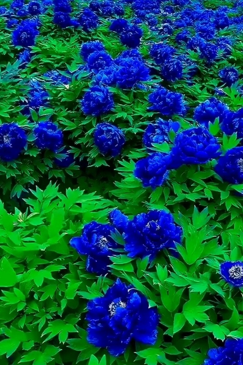 绝美冷艳的蓝牡丹开出一片蓝色的海洋 牡丹花的赞歌——《牡丹之歌》