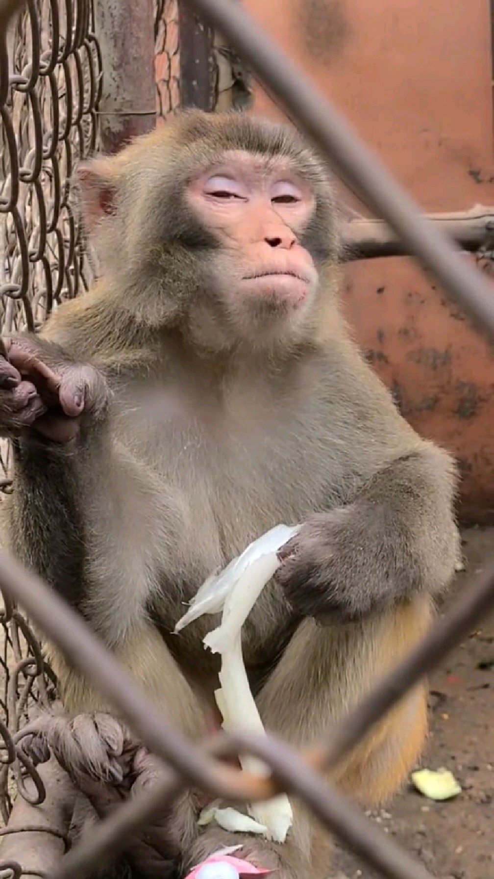 猴哥吃大葱的表情太秀了.