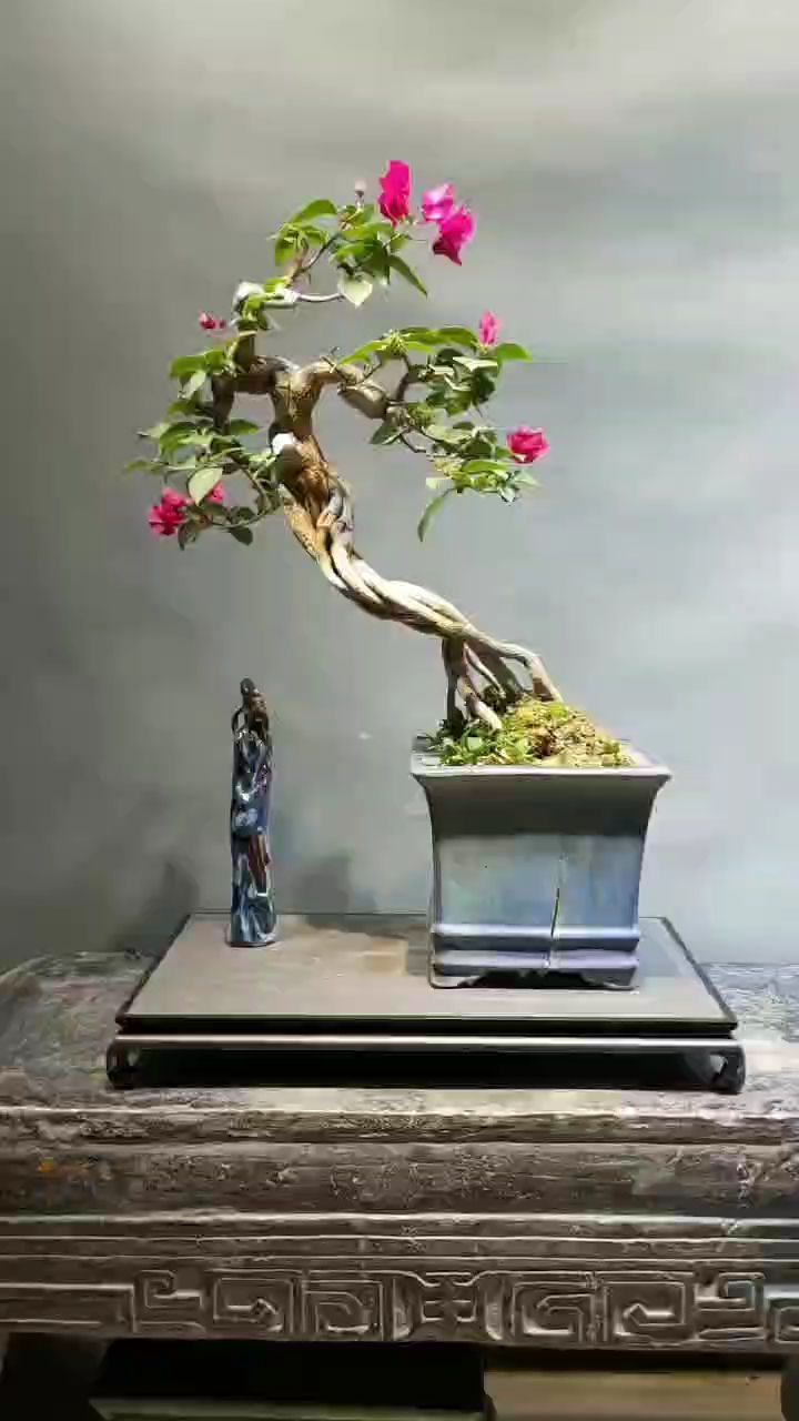 提根三角梅盆景,非常有意境的一棵
