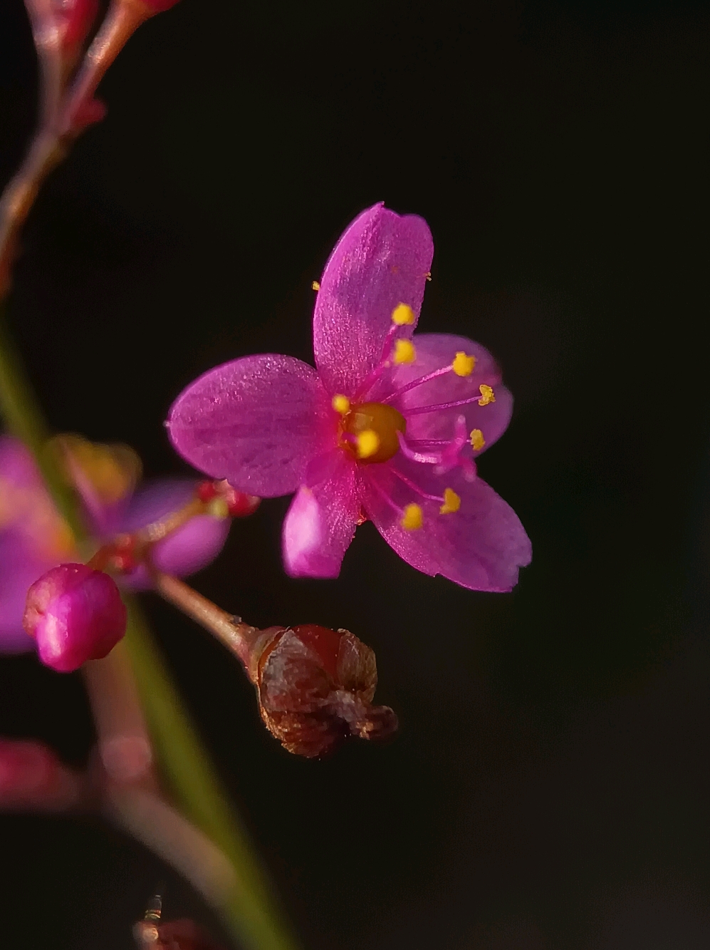 土人参开花了,微观世界挺有韵味
