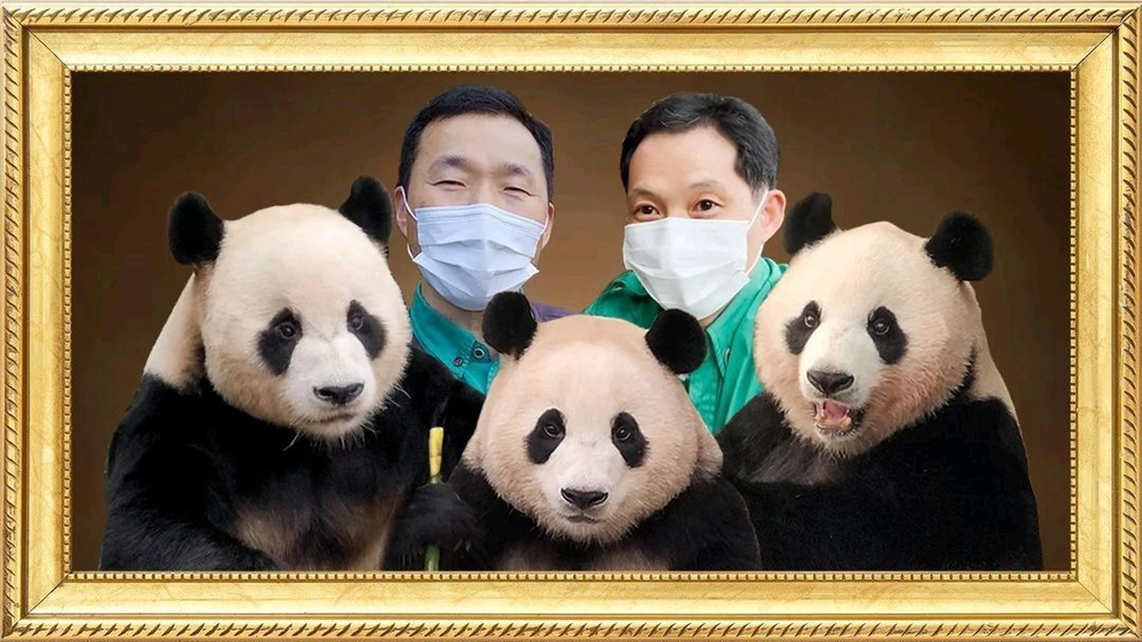 今天把福宝一家的照片整理了一下,真的越看越好看