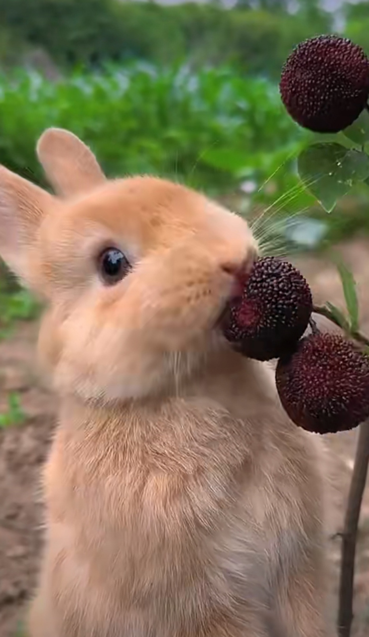 一只可爱的灰色小兔子,它喜欢吃杨梅.