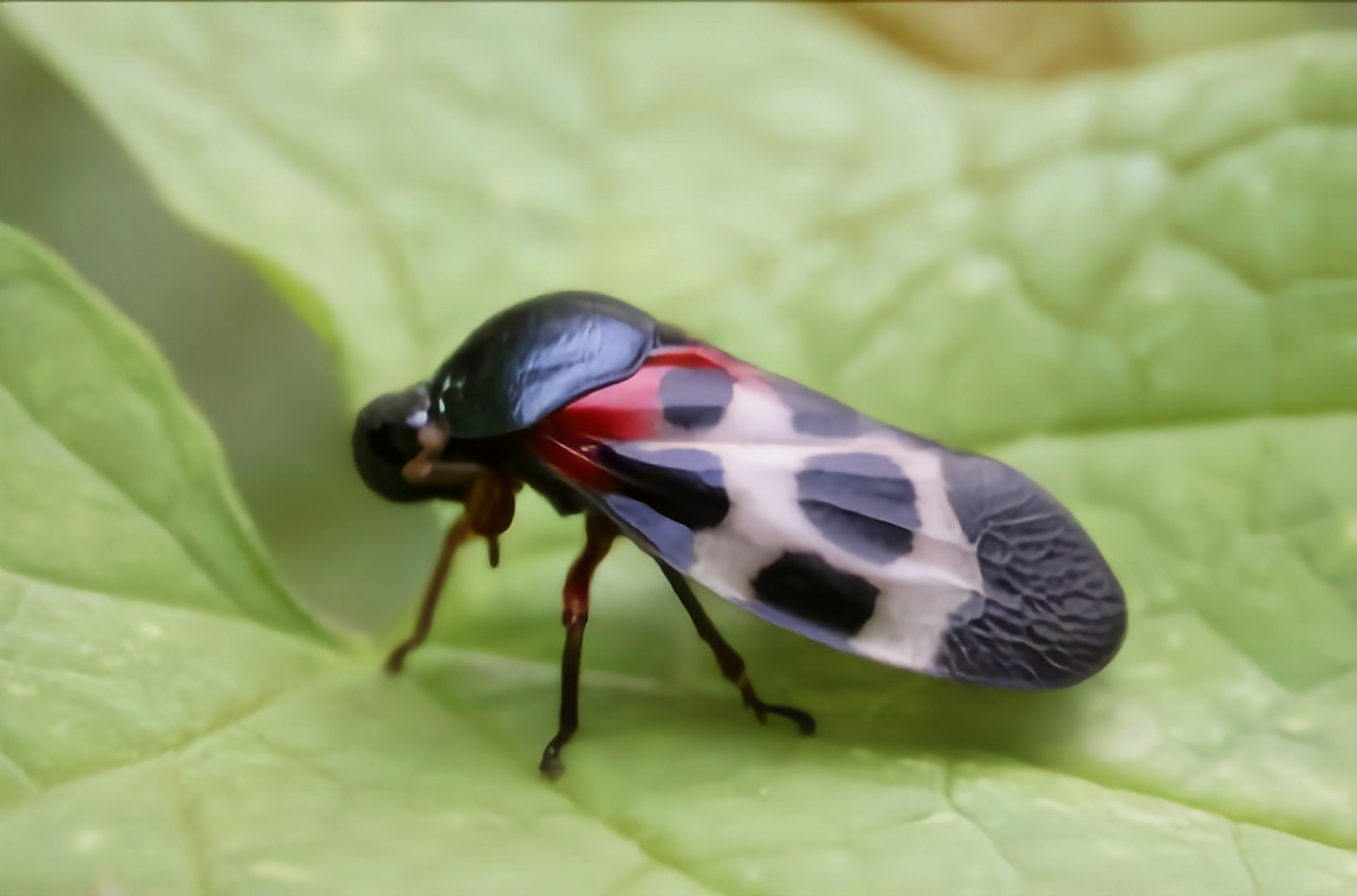 每天认识一种昆虫——紫胸丽沫蝉 紫胸丽沫蝉是同翅目沫蝉科昆虫.