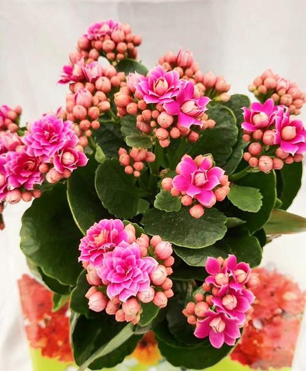 长寿花是一种很漂亮的花,也可以说是一种多肉,属于景天科伽蓝菜属