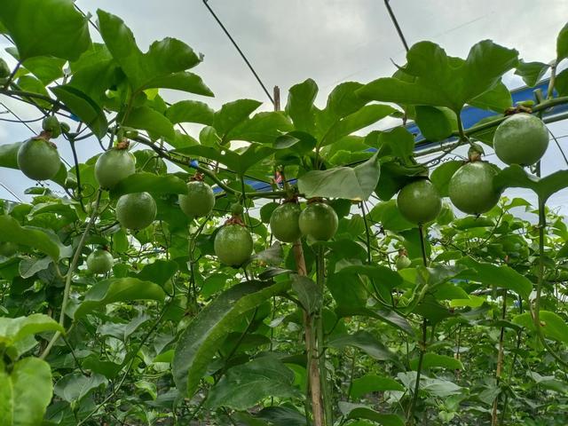 香波果种植技术图片