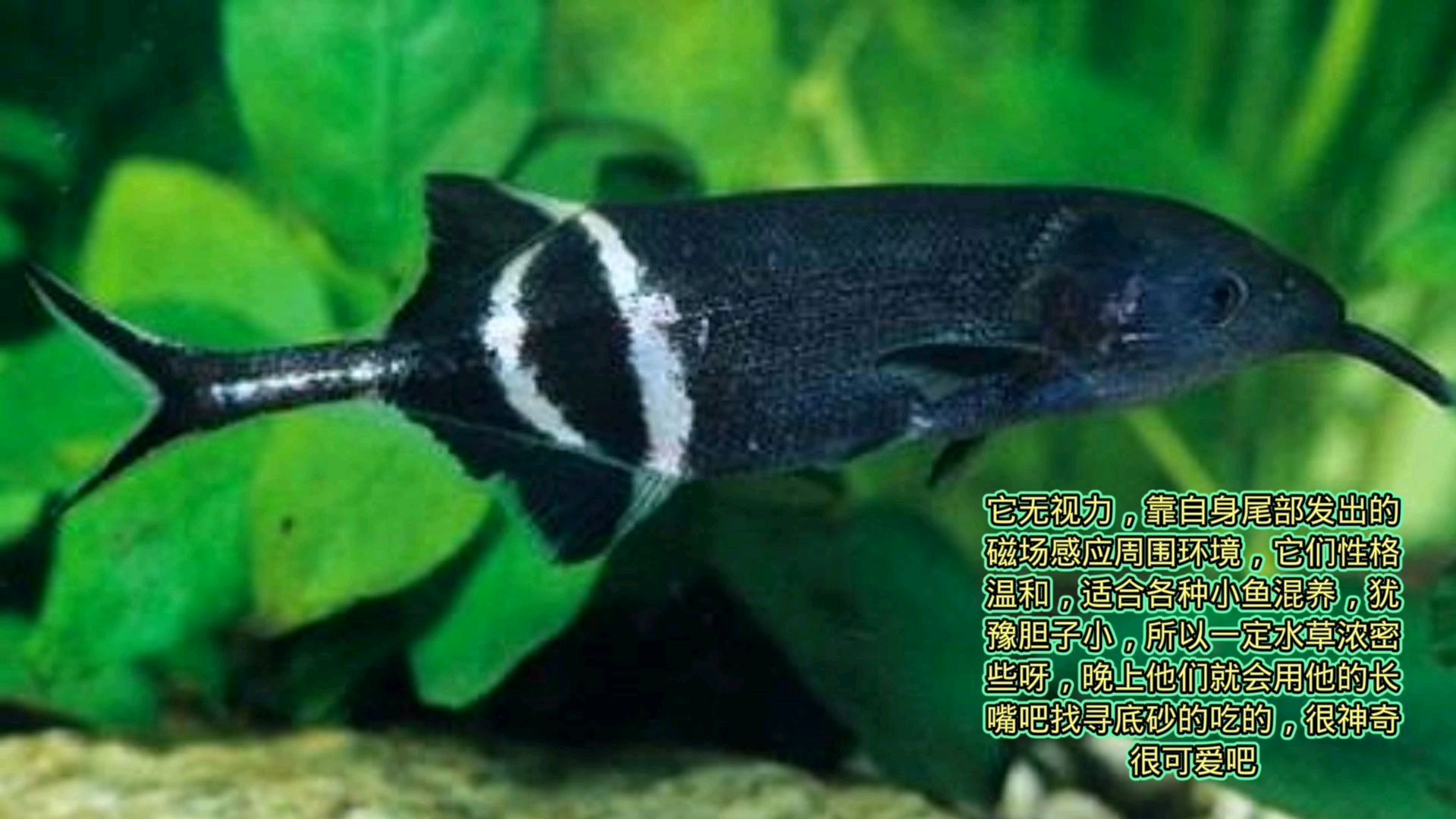 象鼻鱼嘴巴长长的,类似食蚁兽,很适合水草中饲养
