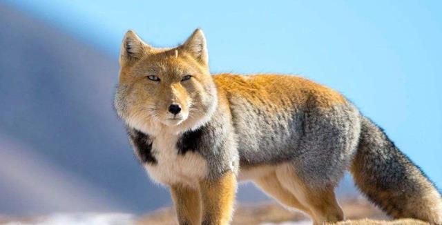 为什么藏狐会被称为行走表情包?