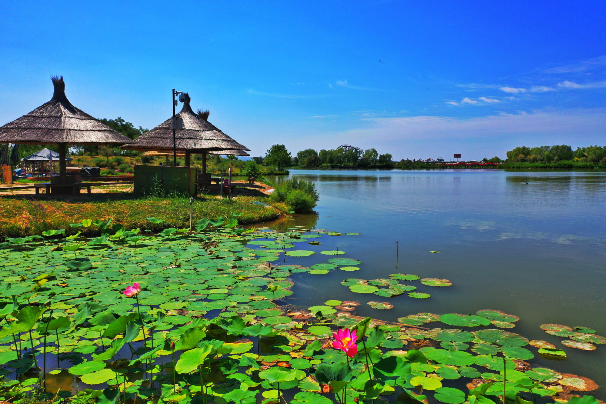 银川市第二届湿地生态文化旅游节暨鸣翠湖第四届荷花节即将启幕
