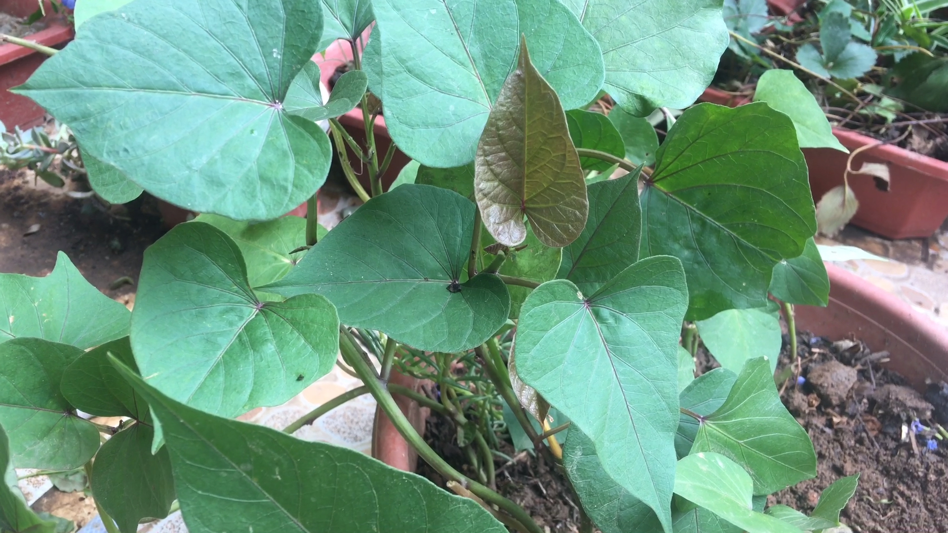 秋天不想养花,就种一盆菜,沾土就长,叶子又多又好吃