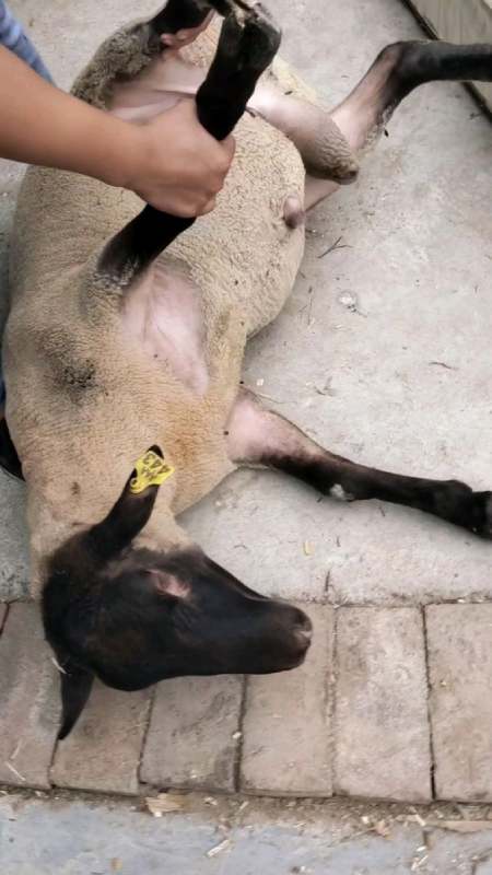 接近200斤的"萨福克种公羊"内蒙朋友选的刚一对牙的萨福克种公-度小视