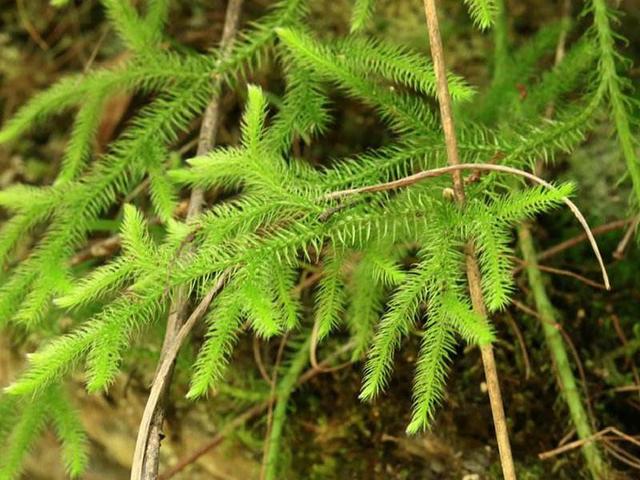 伸筋草的种植方法