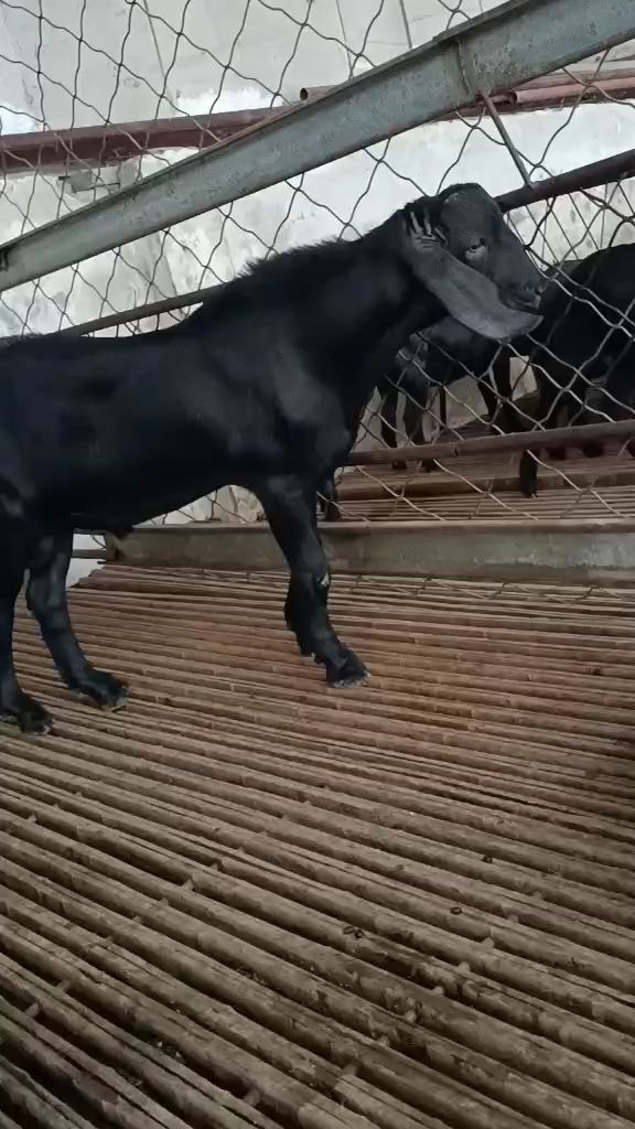 努比亚秃头种公羊