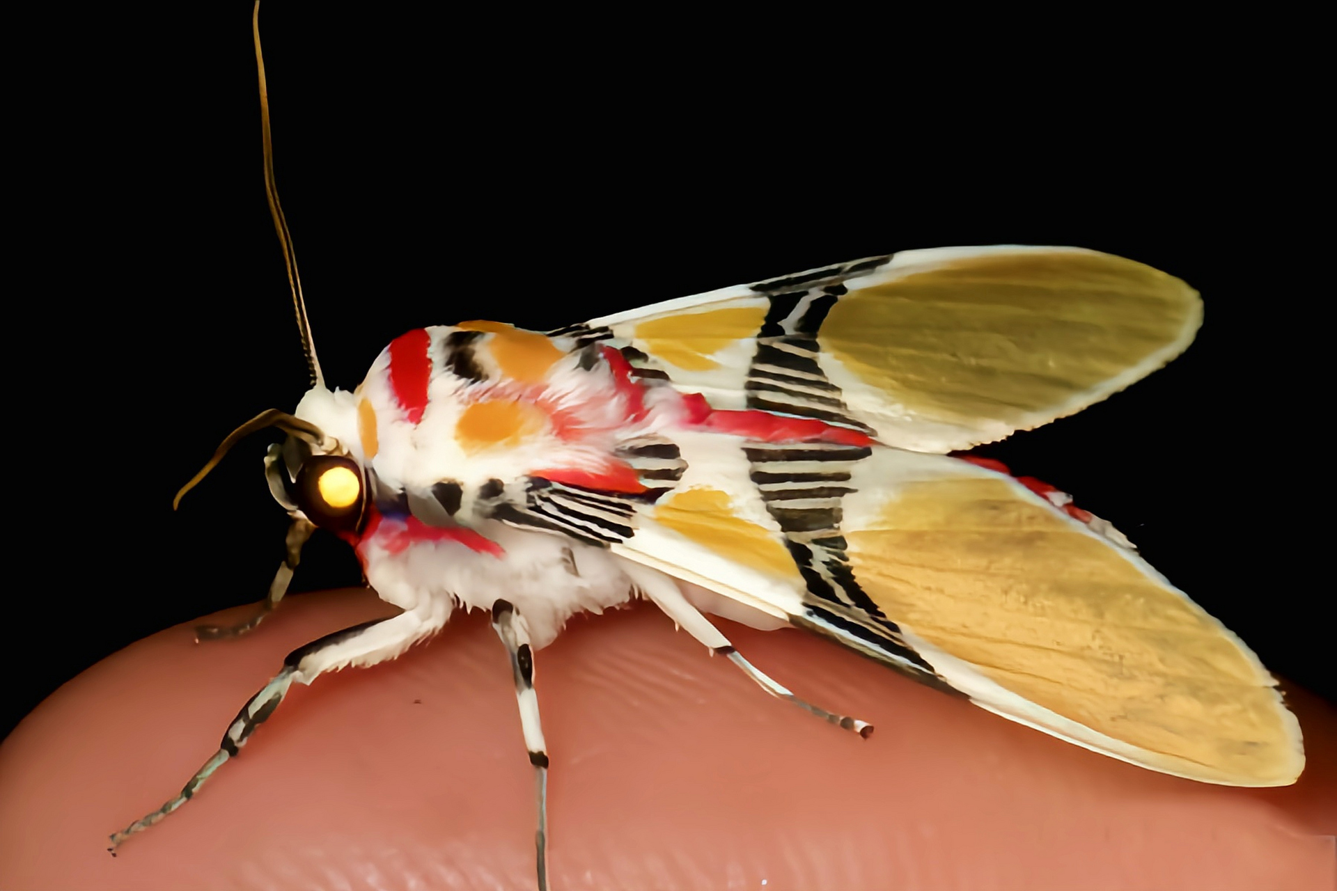 小丑裳蛾别名小丑灯蛾,是鳞翅目,灯蛾科昆虫,原产于南美洲