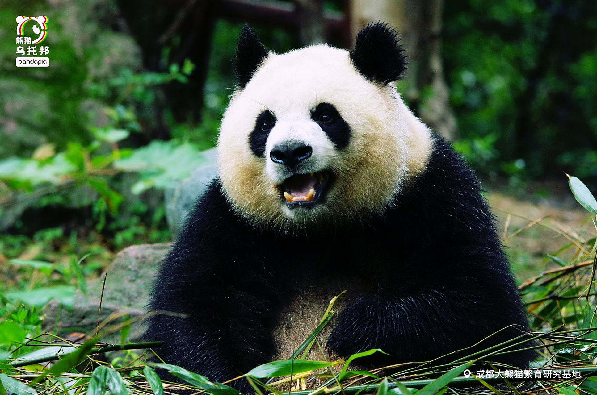 大熊猫# 园润现在当真是圆圆润润,憨态可掬,和小时候头大身子小的