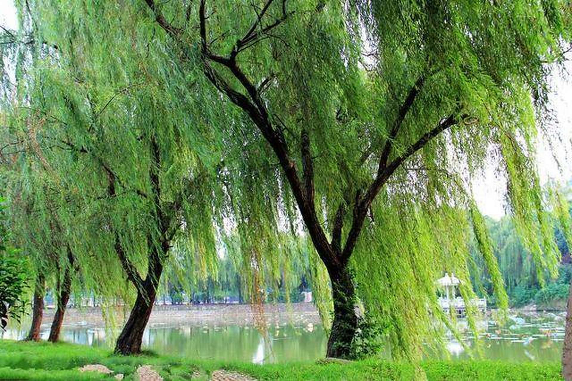 夏天的雨,  洗刷得天空更明朗.