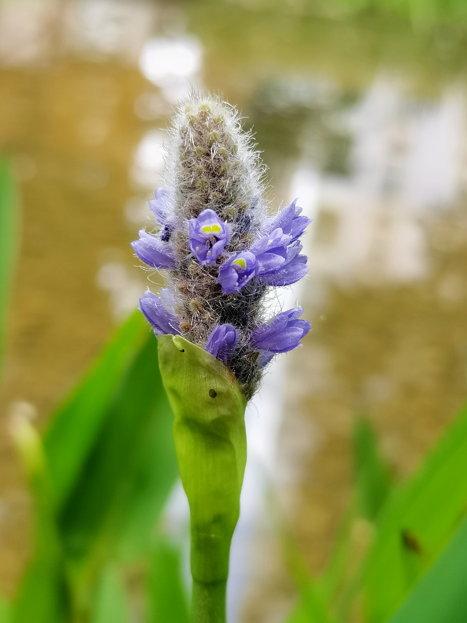 梭鱼草是雨久花科,梭鱼草属多年生挺水或湿生草本植物,株高可达150