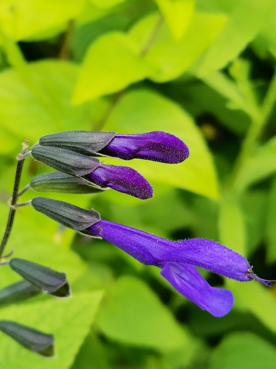 深蓝鼠尾草(洋苏叶)  92唇形科鼠尾草属一年生草本植物,叶对生,轮伞