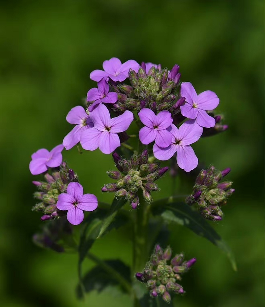 欧亚香花芥(hesperis matronalis),十字花科香花芥属.摄于山东东营.