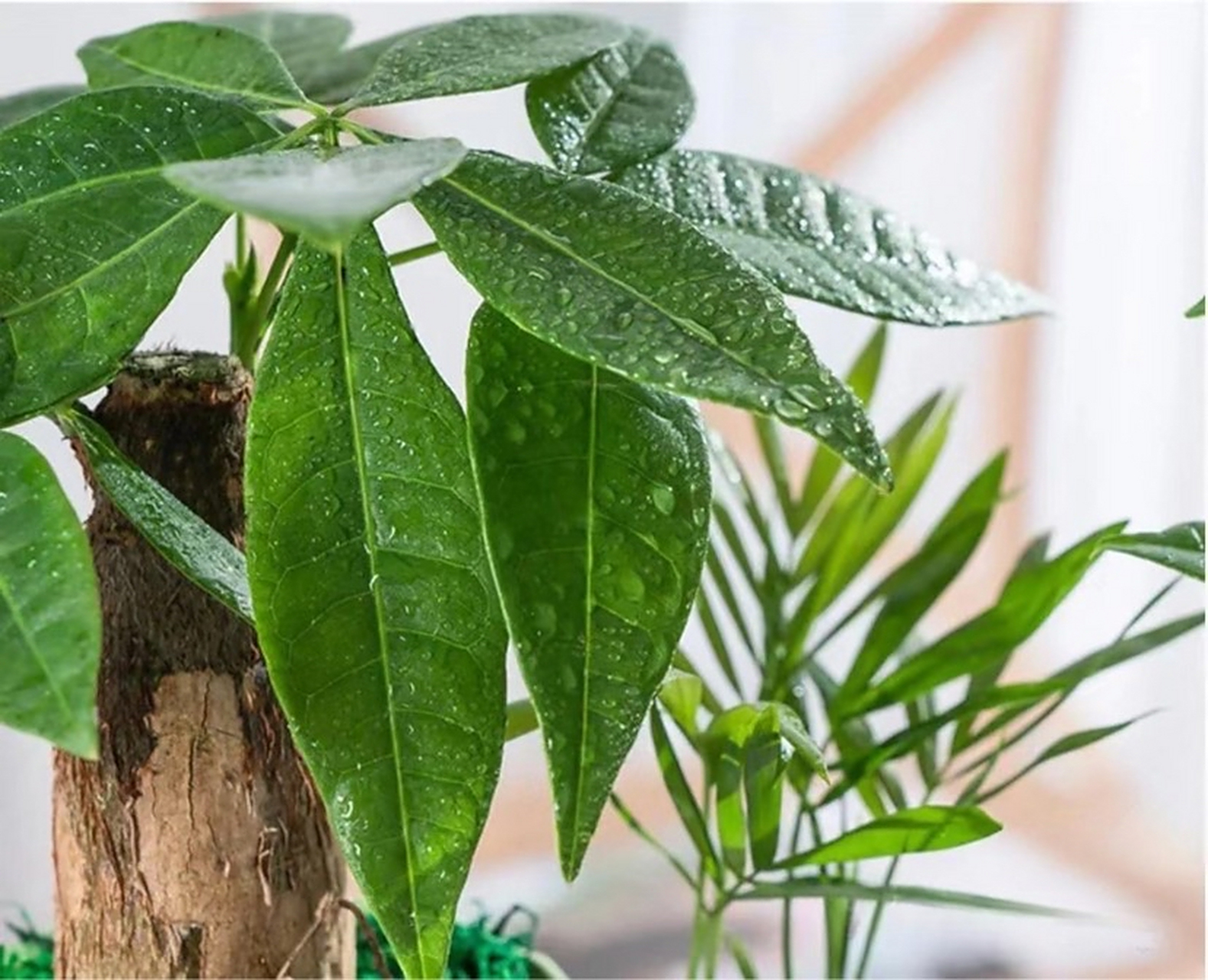 【发财树】 寓意:招财进宝,财源广进 适合场景:适宜摆放于会议厅,办公