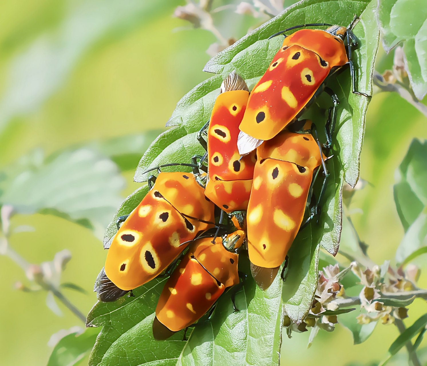每天认识一种昆虫——角盾蝽 角盾蝽别名黄盾背蝽象,是半翅目,蝽科,角