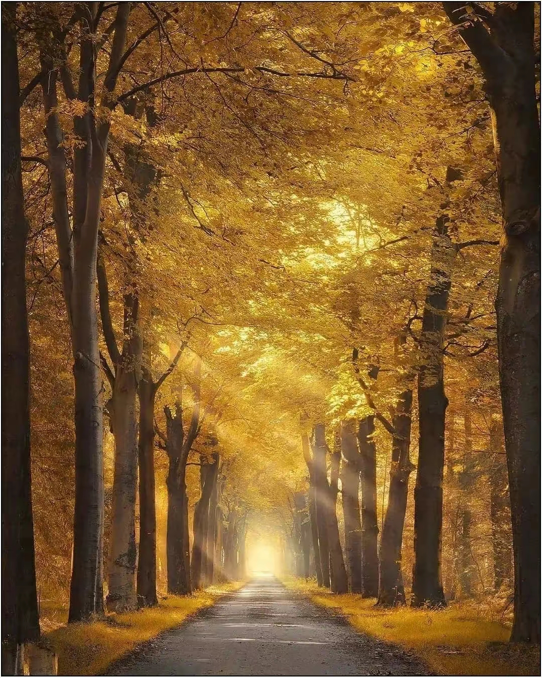 秋天的树林,仿佛被一抹魔法般的色彩所点缀.