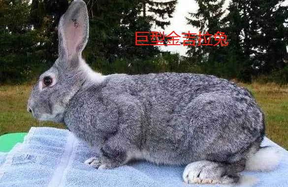 最大的兔子品种有什么