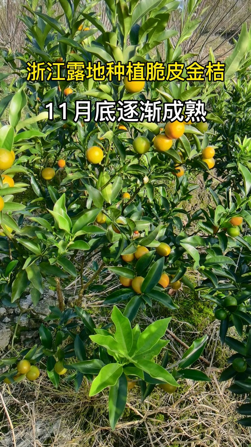 浙江露地种植的脆皮金桔正在成熟