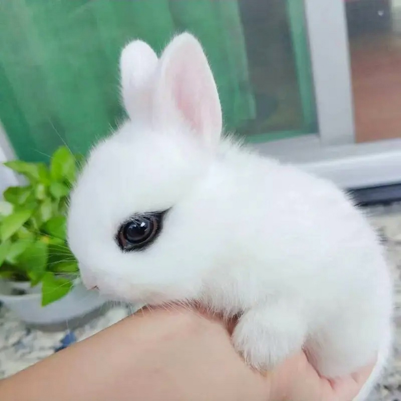 侏儒海棠兔  别名: 侏儒荷达特,侏儒熊猫兔  拉丁学名 :dwarf hotot