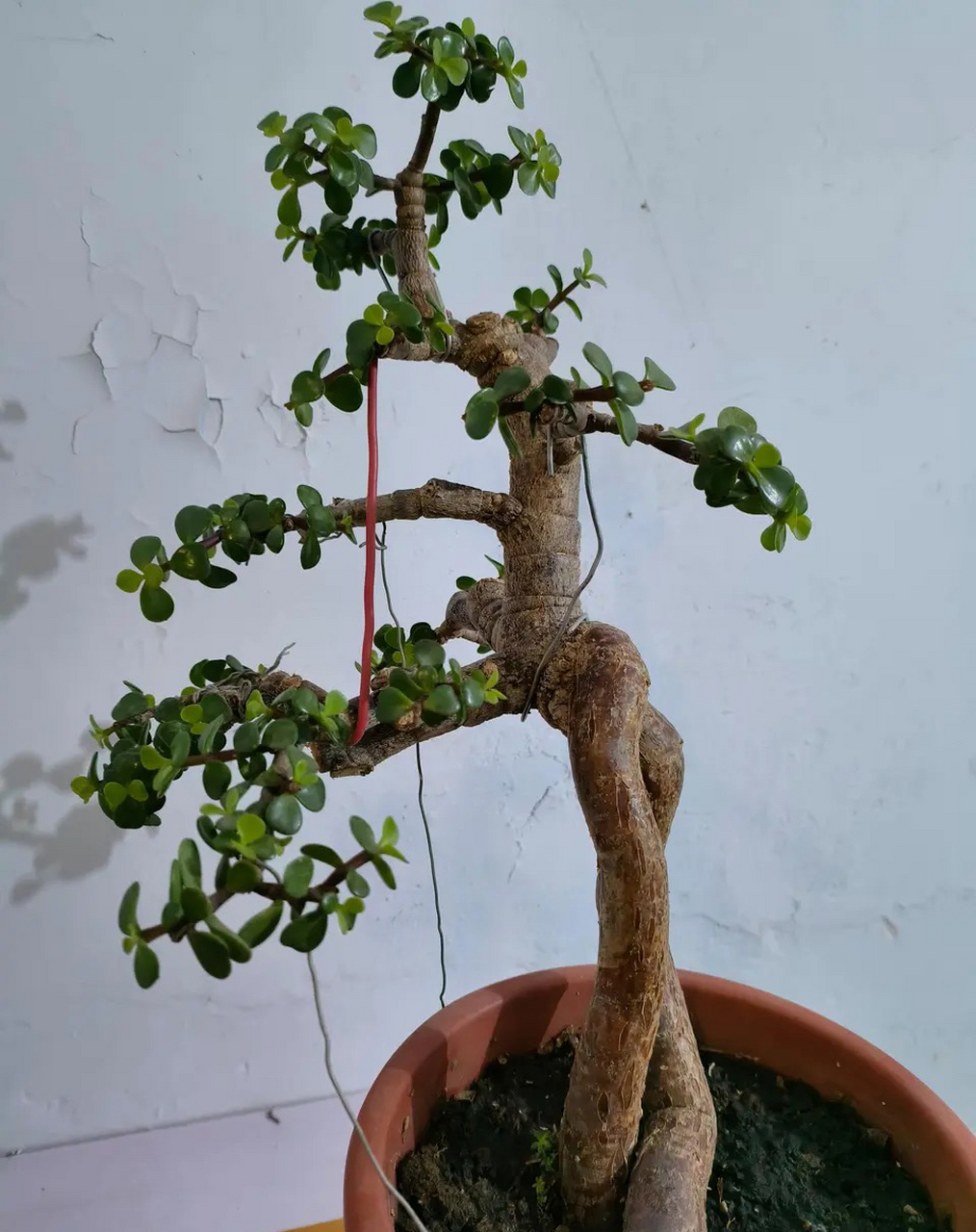 金枝玉叶新造型,这是我见过的最具想象力的一个造型了～#多肉植物