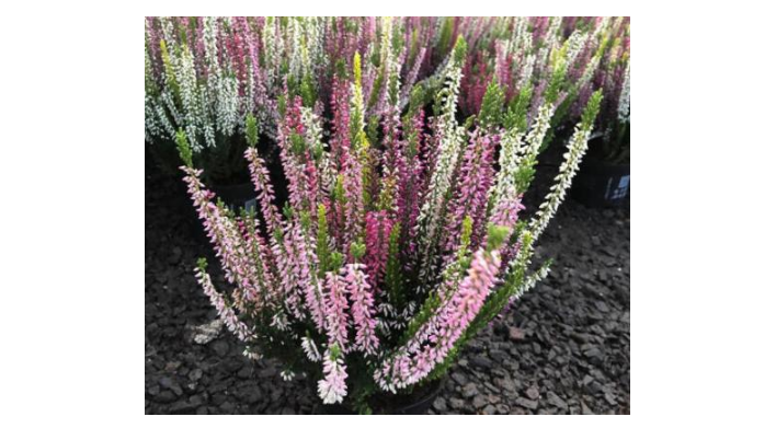 欧石楠花茶怎么去泡