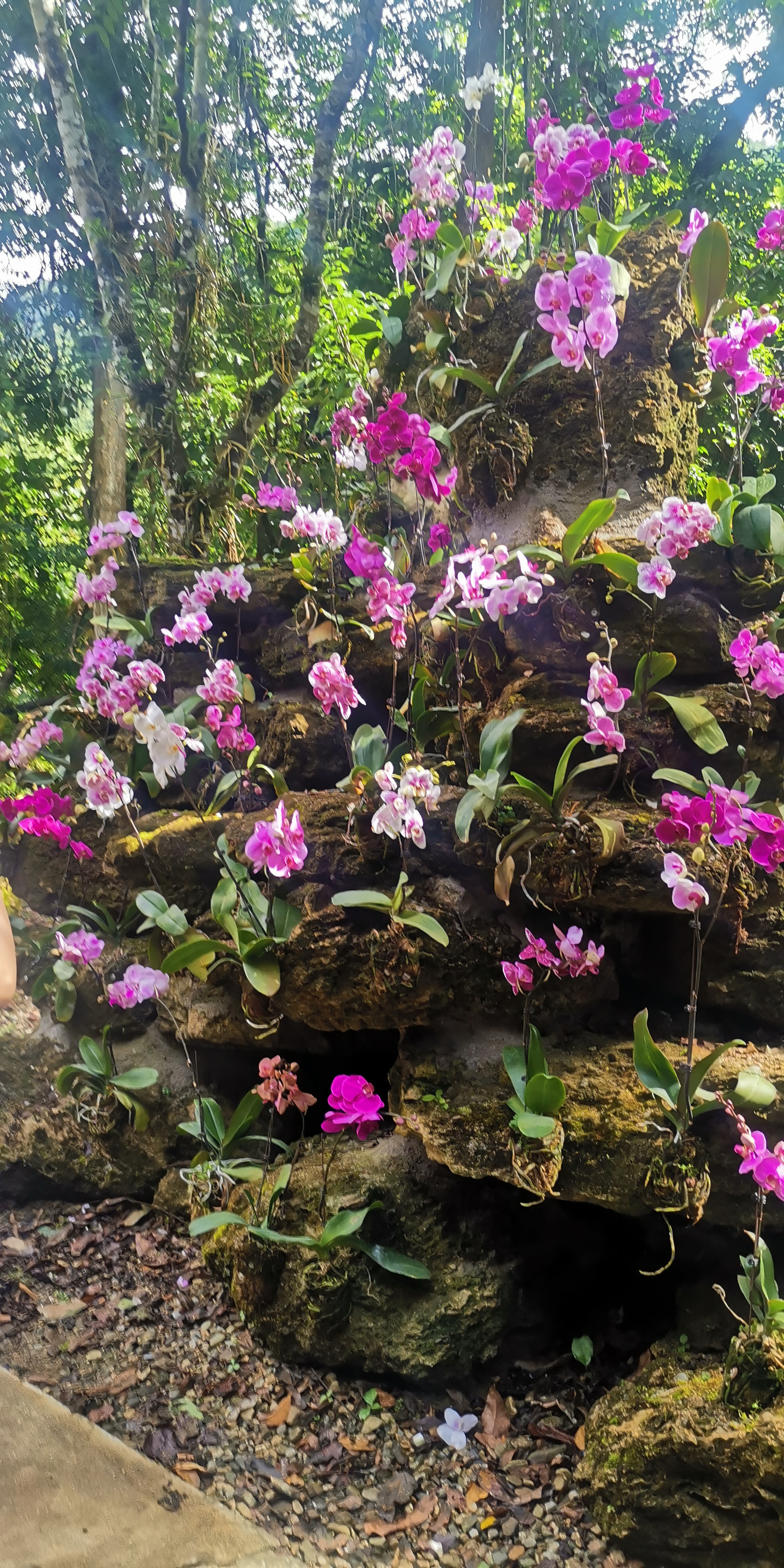 瑞丽莫里热带植物园