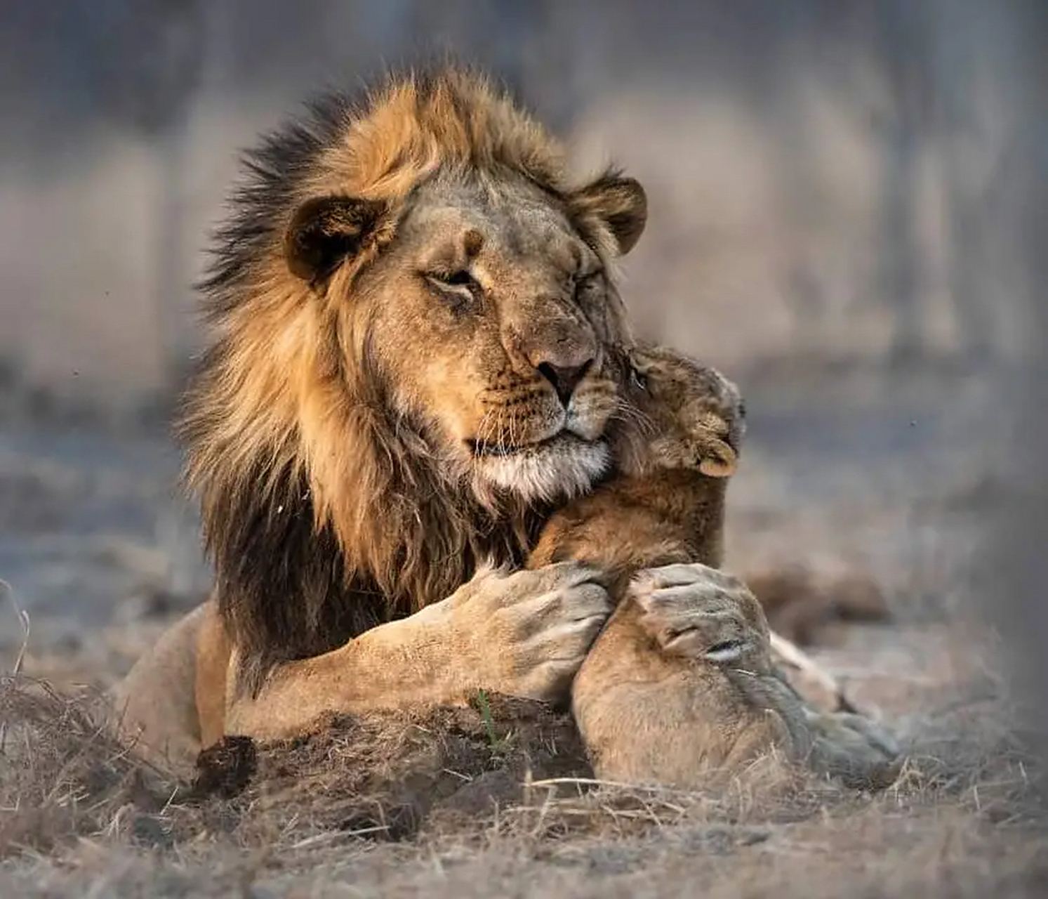 雄狮将小狮子紧紧的抱在怀中,太有爱了!