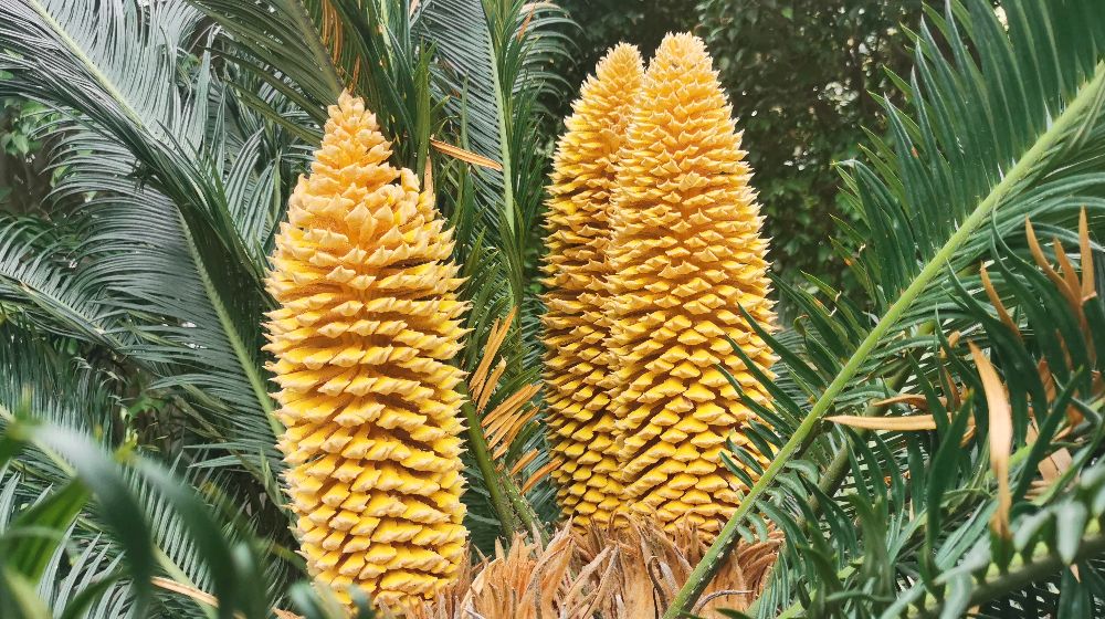 献百花(78):苏铁花