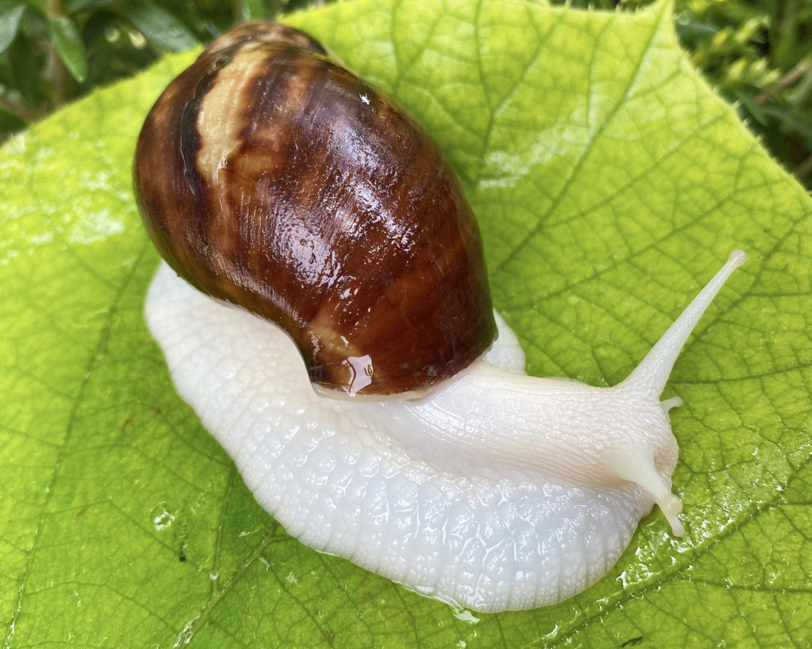 每天认识一种动物——白玉蜗牛 白玉蜗牛别名褐云玛瑙螺,中华白玉蜗牛