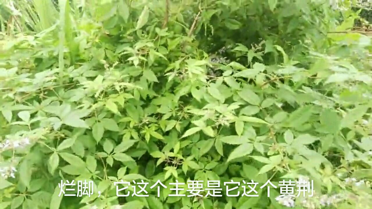 野生黄荆条又称黄荆,是一种野生植物,农村人都知道的用途方法