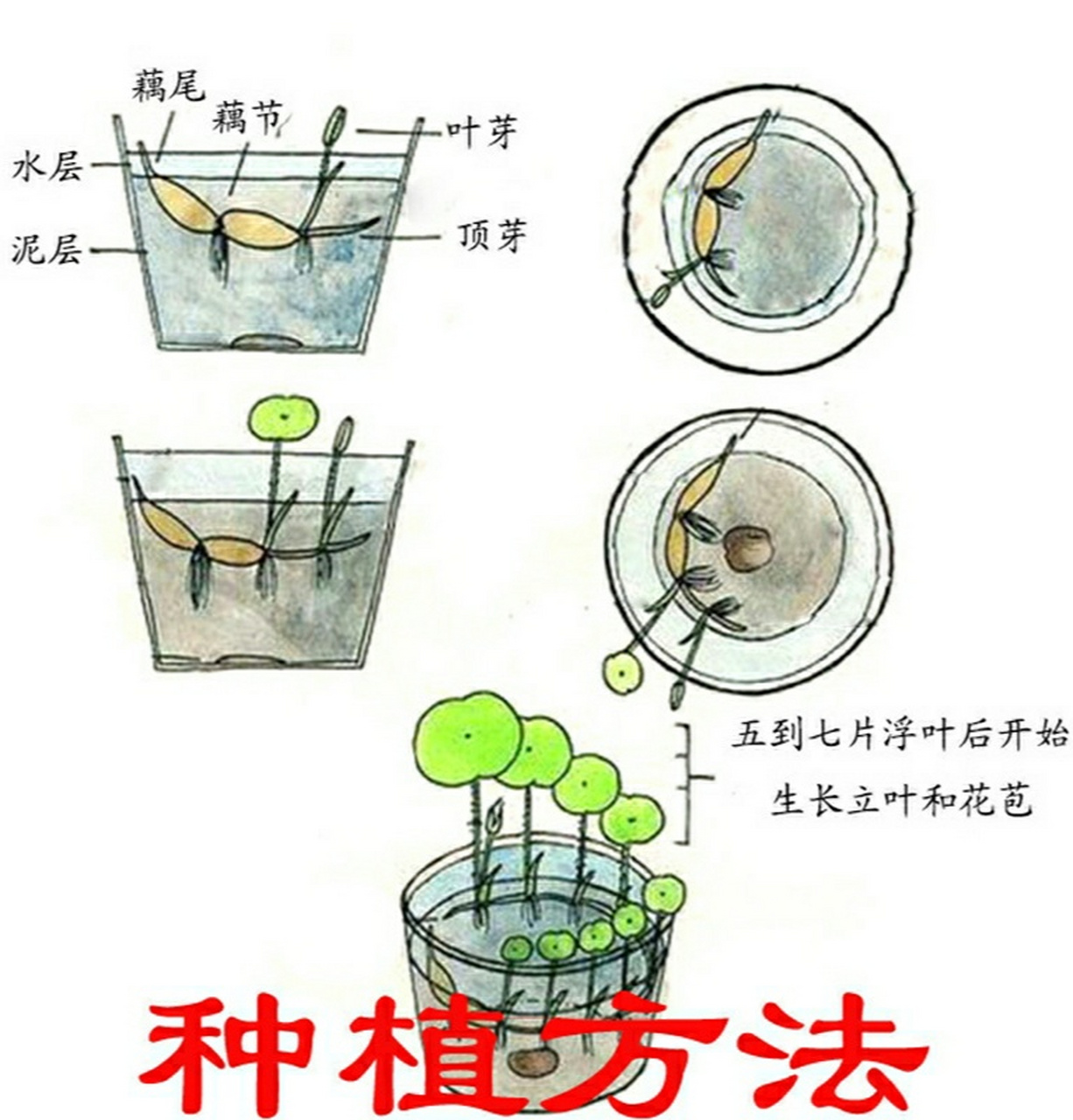 睡莲根茎种植图解图片