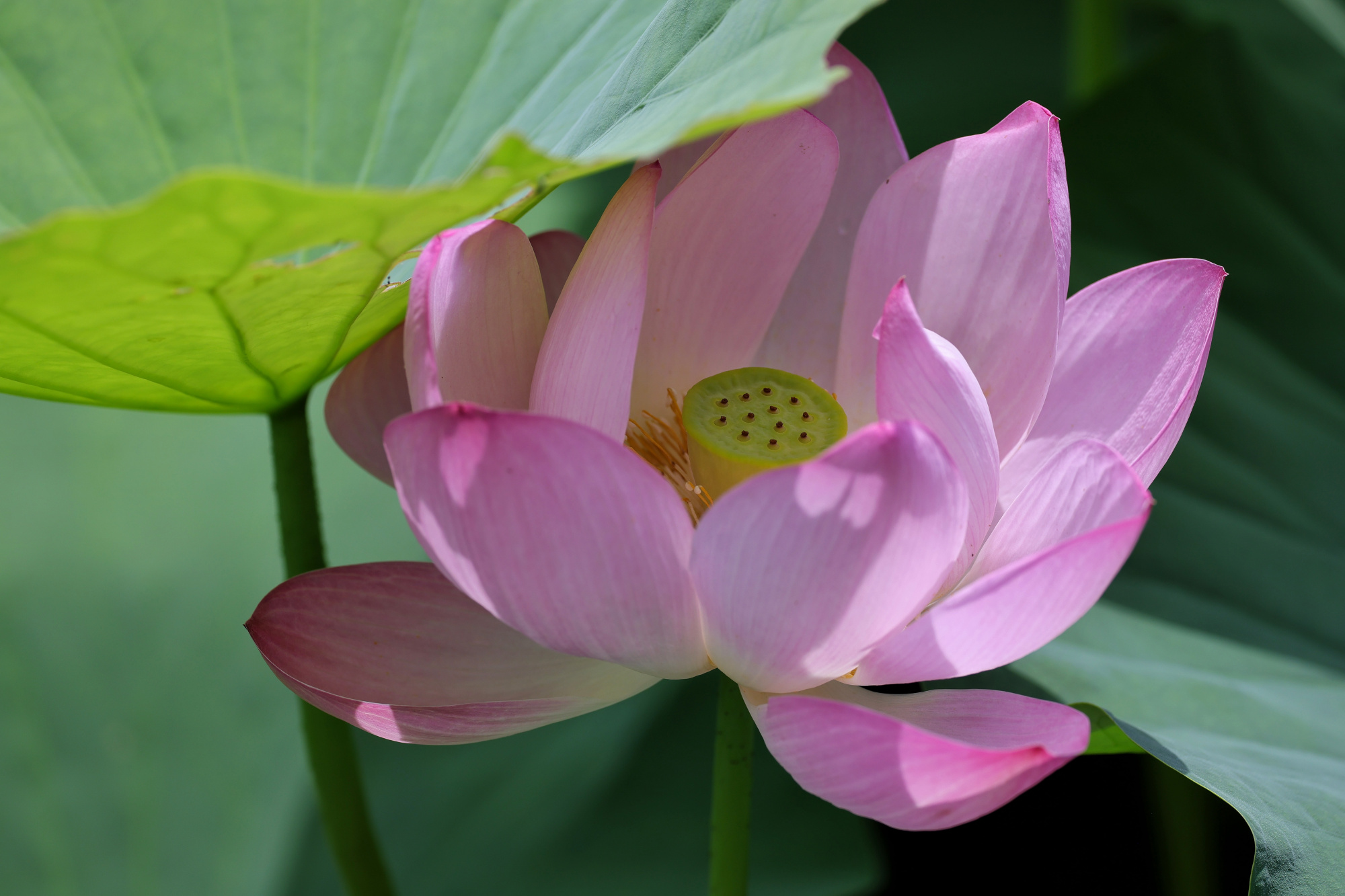 龙潭西湖公园迎来荷花盛开季