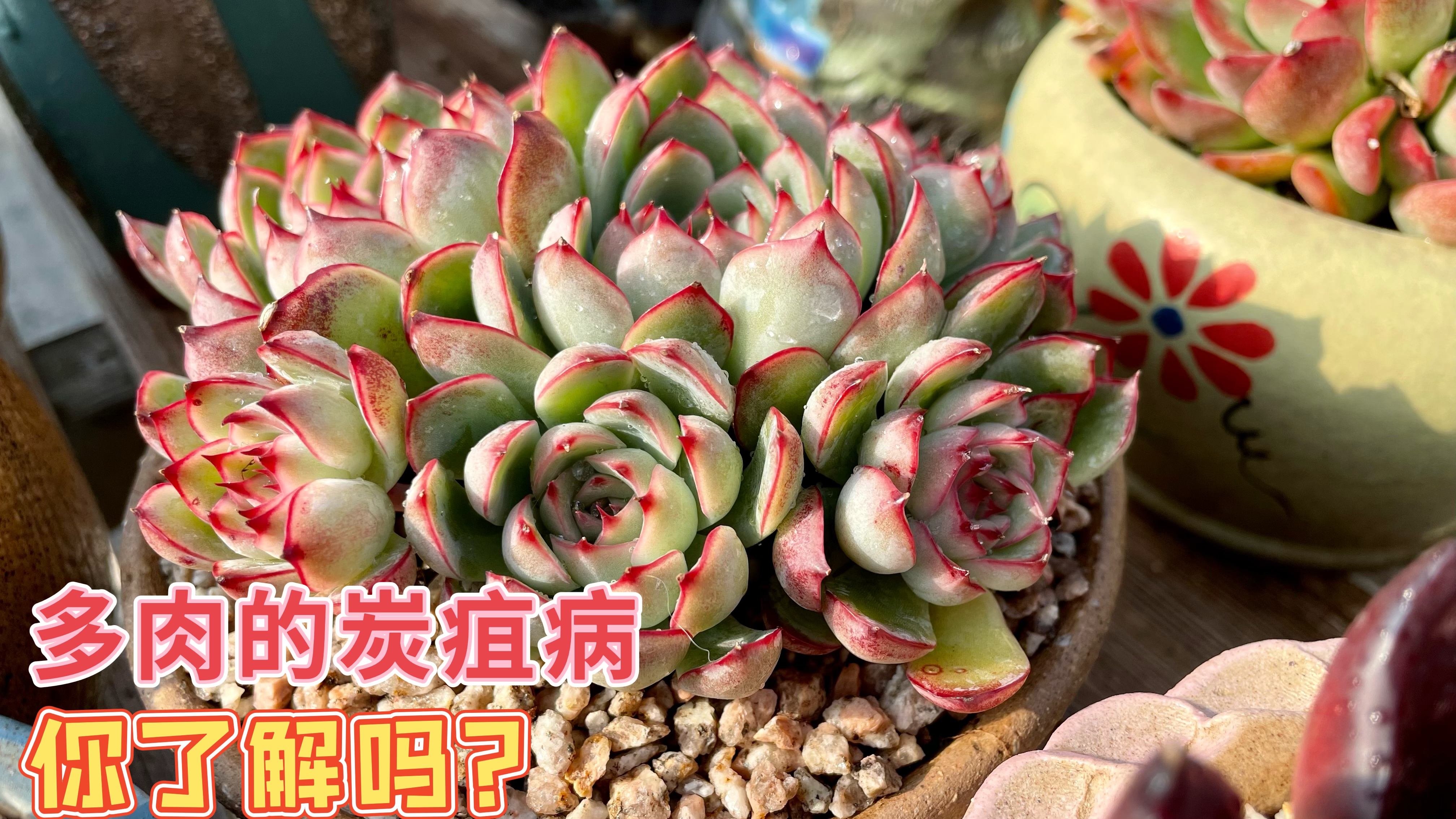 你知道多肉植物的“炭疽病”吗?它的病状和治疗方法今天我告诉你