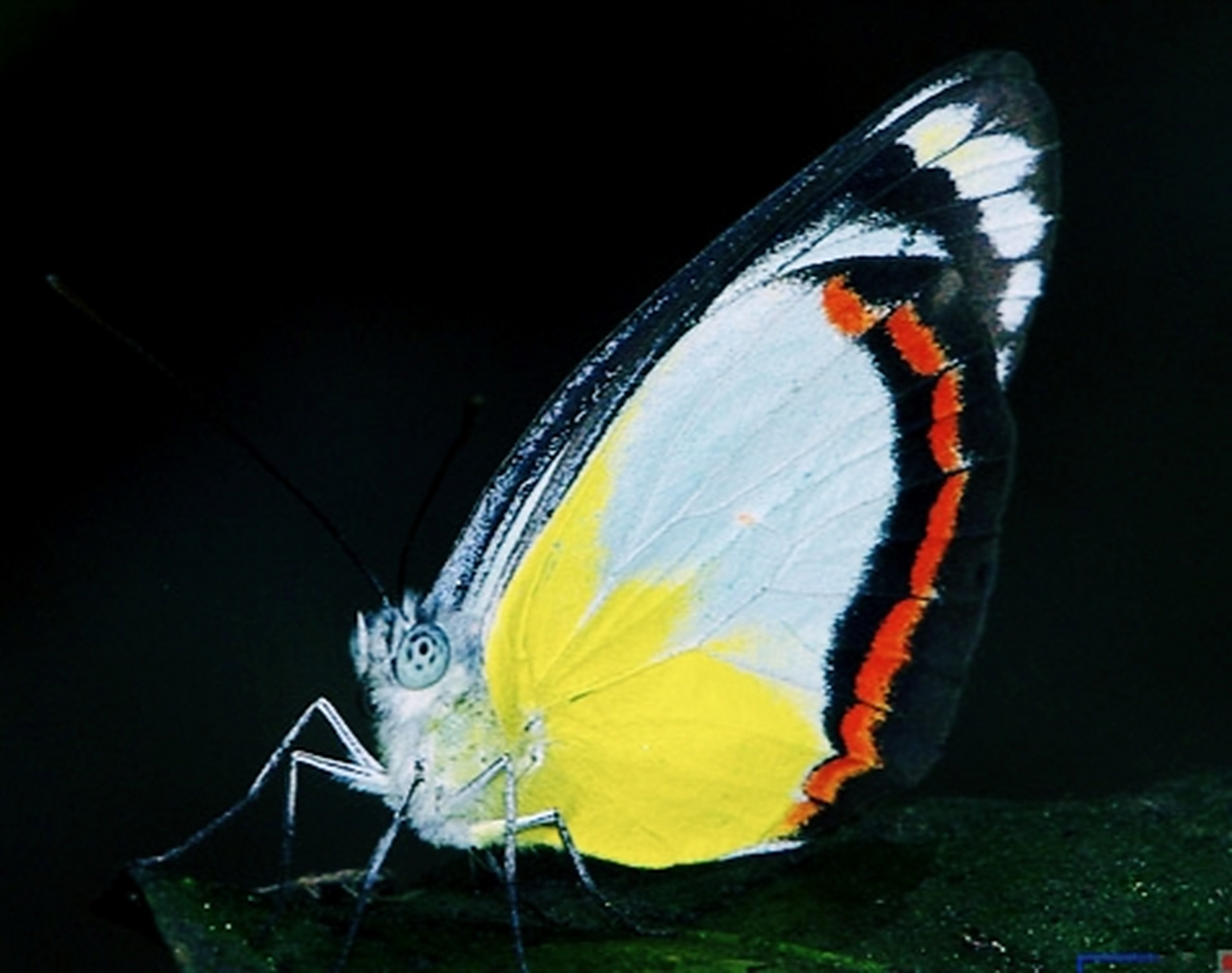 每天认识一种昆虫——红带粉蝶 红带粉蝶别名红带斑粉蝶,翅展5-7厘米