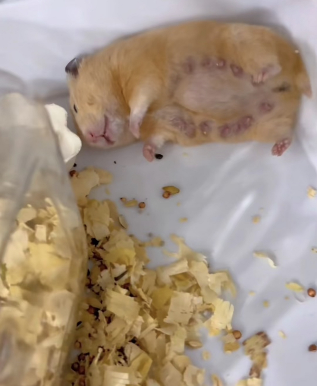 仓鼠妈妈带孩子累的睡着了!