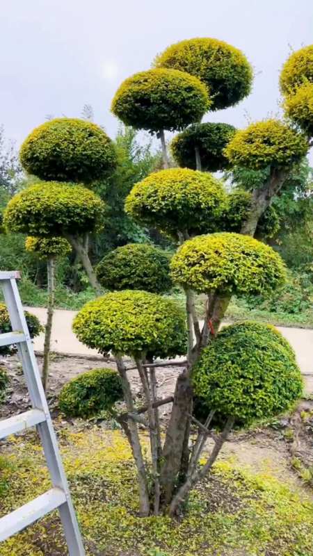 亮晶女贞造型树四季不落叶适合庭院别墅农家小院栽植-度小视