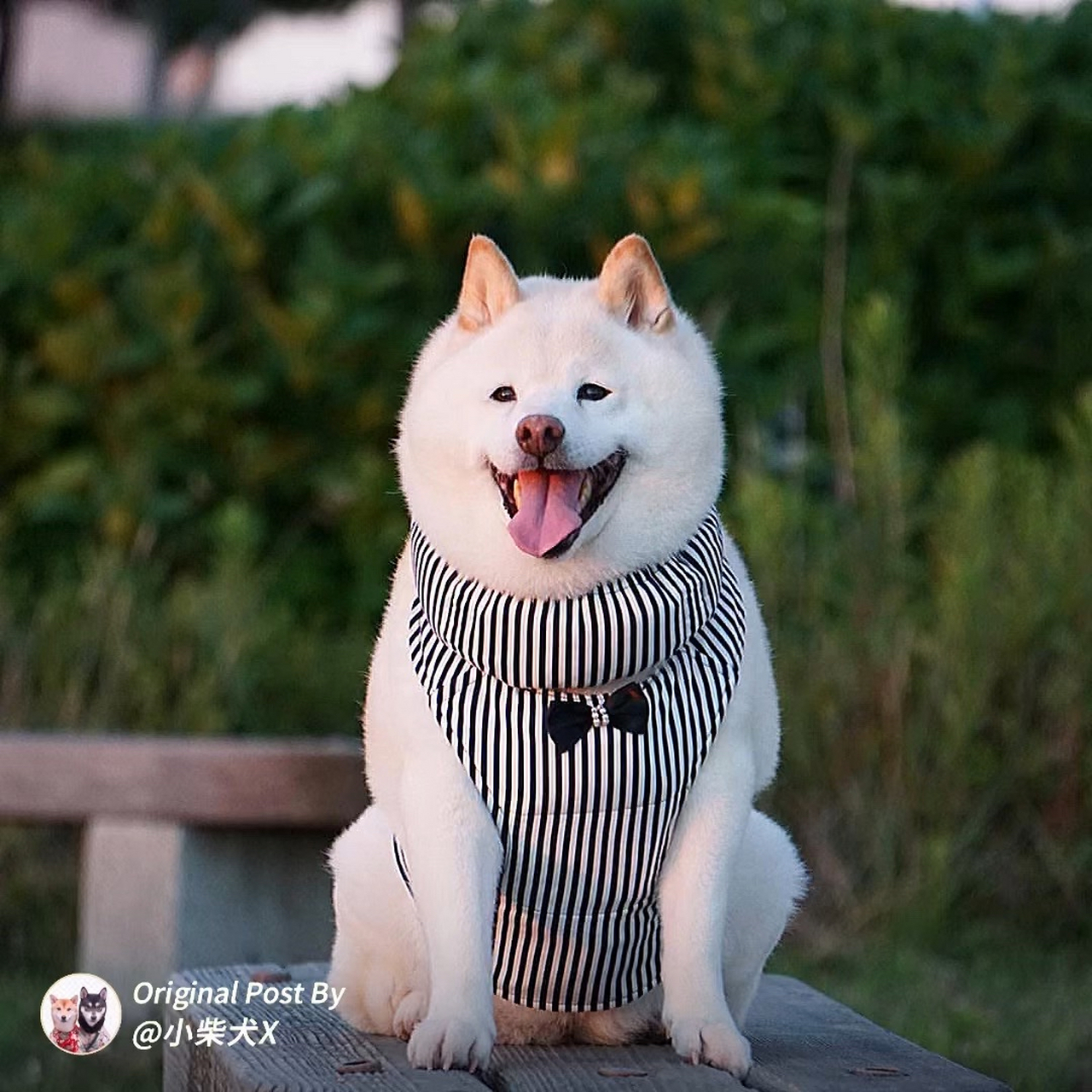 这只白色柴犬太可爱了  这是一只来自日本的白色柴犬,名字叫"空" 它这
