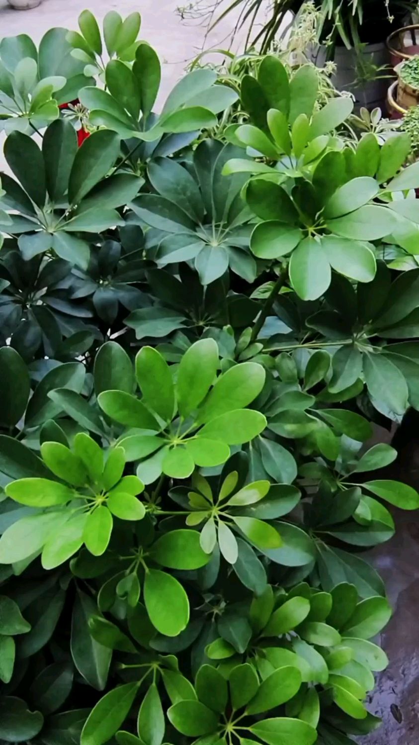 想让家里的鸭掌木枝繁叶茂,平时修剪很重要