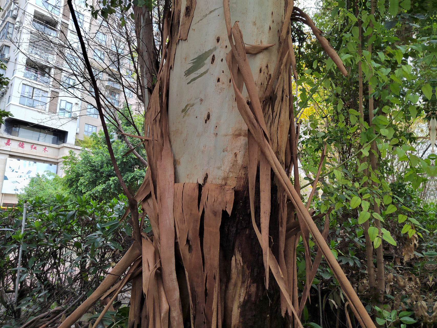 中国美景大赏# 脱衣服的人见过,会脱皮的树第一次见.