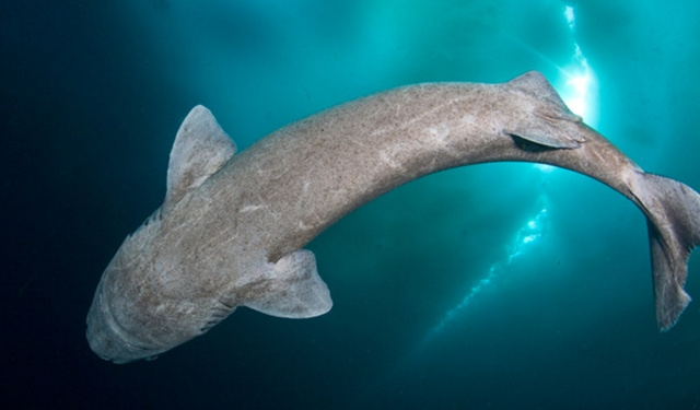 解开人类长寿的秘密:抗氧化剂的反作用