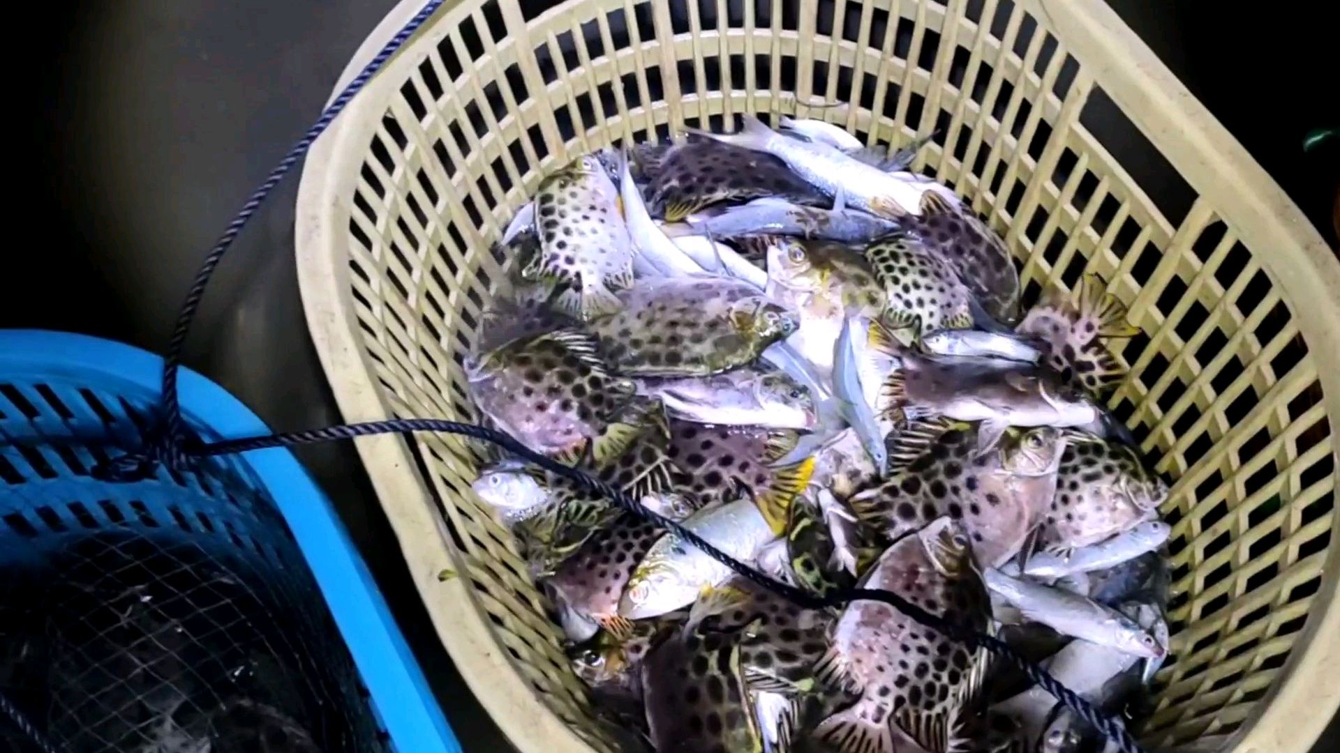 渔民在滩涂做个捕鱼陷阱(号称:迷魂阵),退潮后捕获上百斤渔获