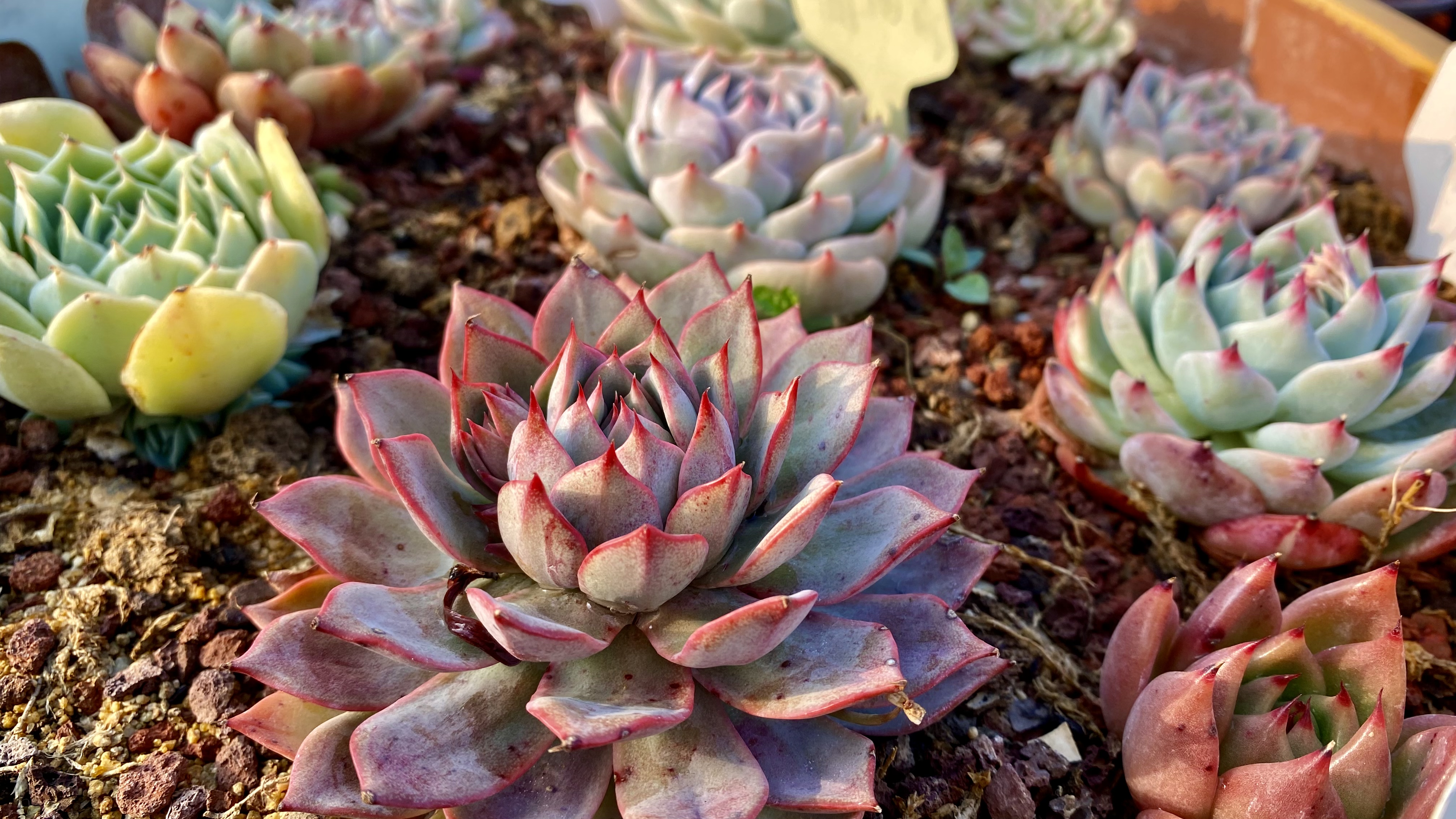 之前的小贵货沦为个位数了,洛可可、女雏锦、猎户座都服盆了